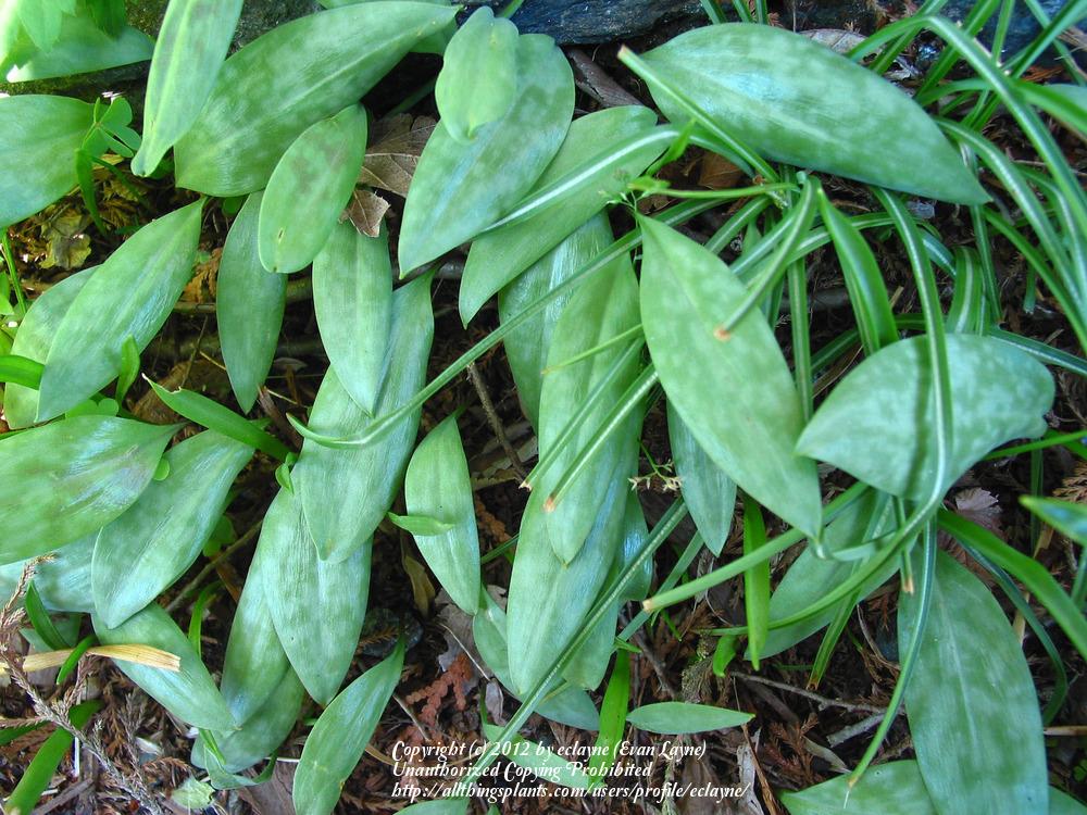 Photo of Trout Lily (Erythronium americanum) uploaded by eclayne