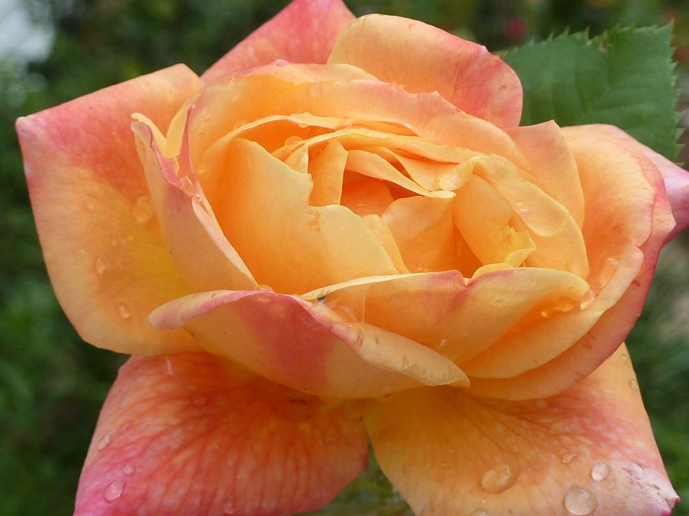 Photo of Rose (Rosa 'Joseph's Coat') uploaded by sandnsea2