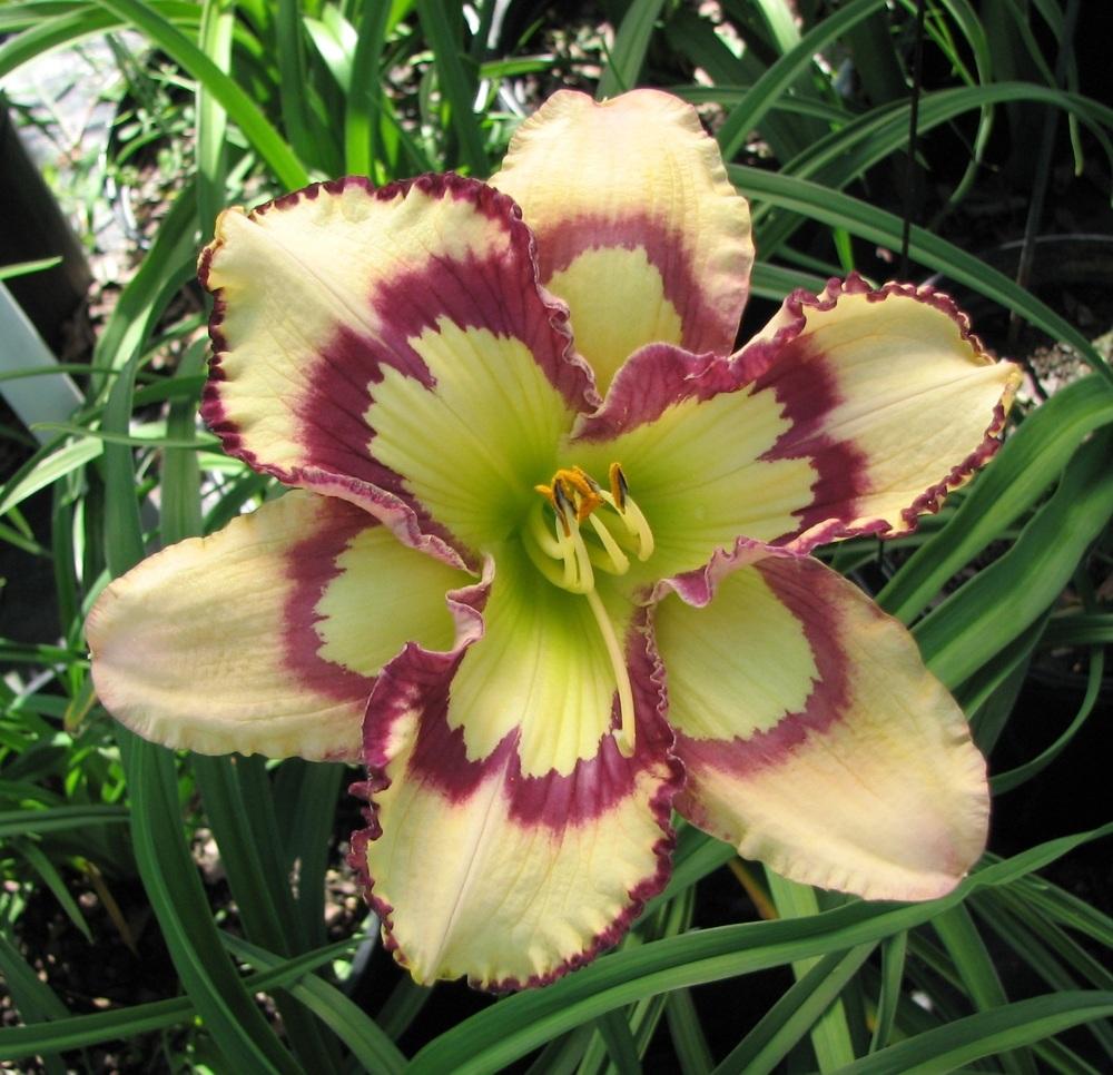 Photo of Daylily (Hemerocallis 'Violet Stained Glass') uploaded by tink3472