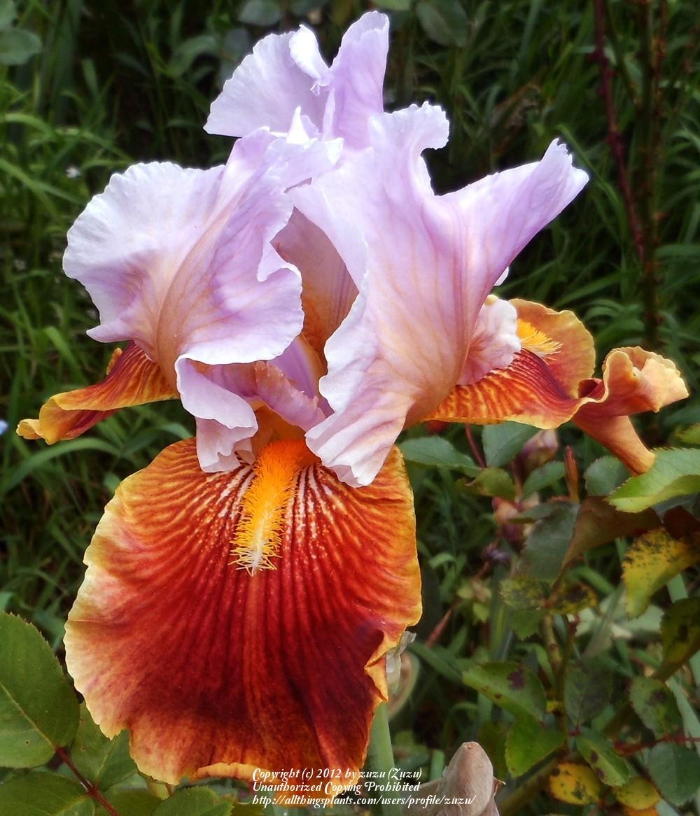 Photo of Tall Bearded Iris (Iris 'Golly Gee Whiz') uploaded by zuzu