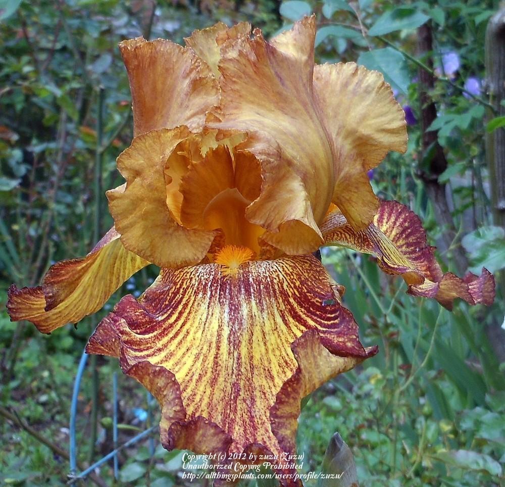 Photo of Tall Bearded Iris (Iris 'Lightning Streak') uploaded by zuzu