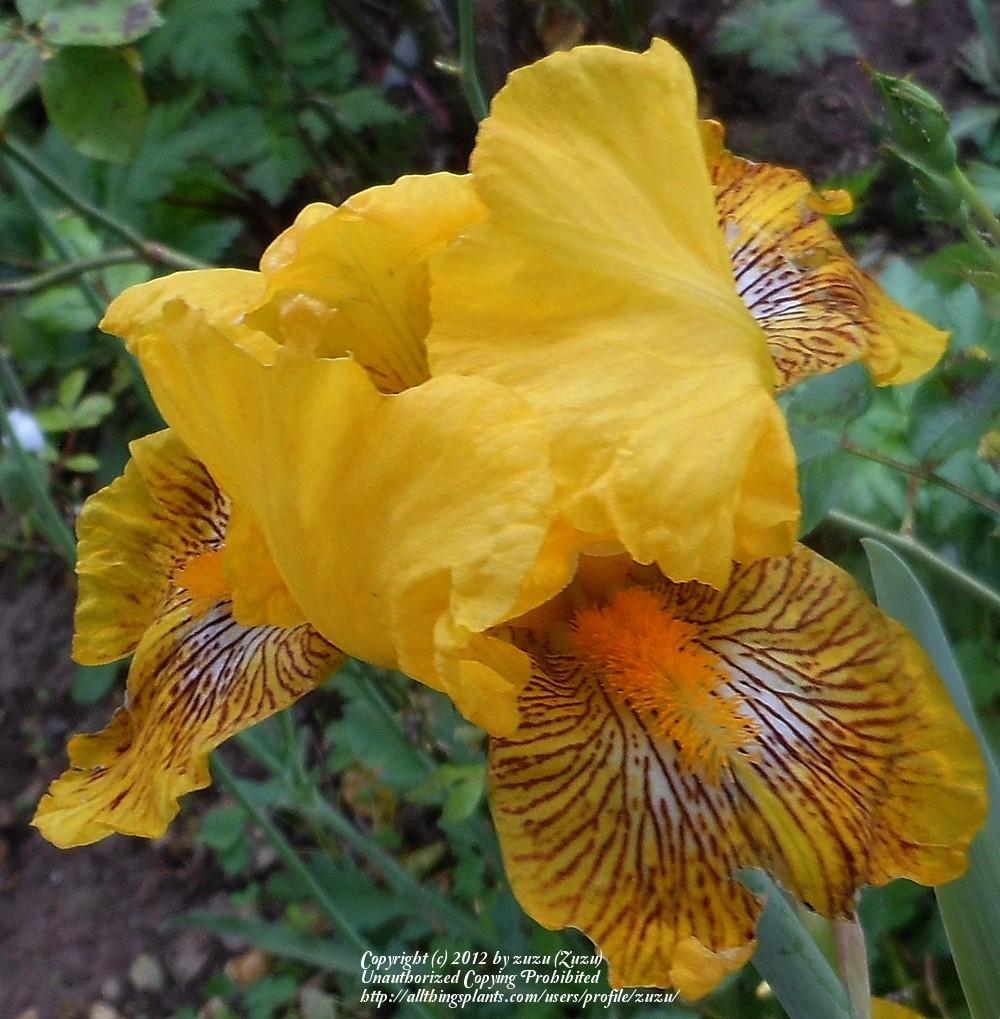 Photo of Border Bearded Iris (Iris 'Baby Bengal') uploaded by zuzu