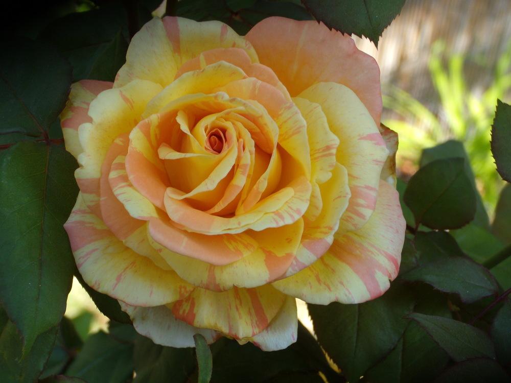 Photo of Rose (Rosa 'Rainbow Niagara') uploaded by Betja