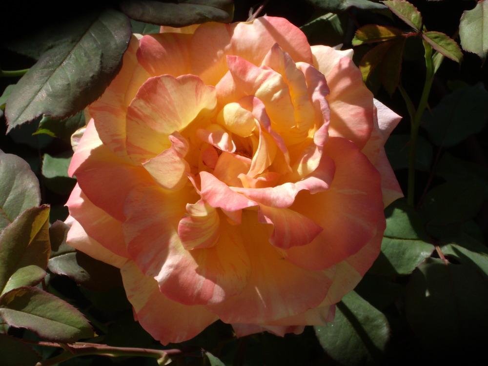 Photo of Rose (Rosa 'Rainbow Niagara') uploaded by Betja