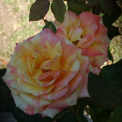 Location: My garden in Bakersfield, CA
Date: April 23, 2012