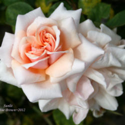 Location: San Jose Heritage Rose Garden
Date: 2012-04-24