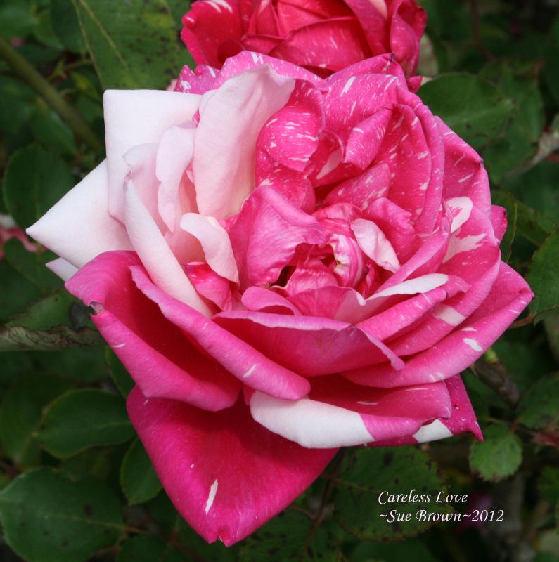 Photo of Rose (Rosa 'Careless Love') uploaded by Calif_Sue