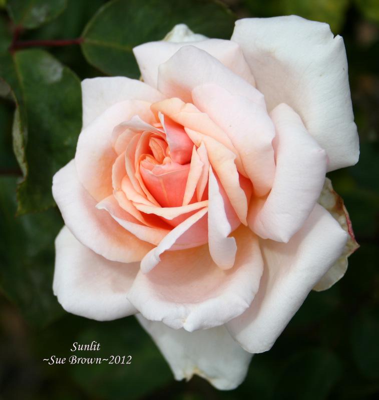 Photo of Rose (Rosa 'Sunlit') uploaded by Calif_Sue
