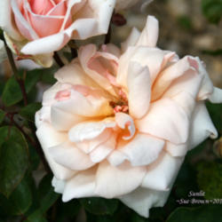 Location: San Jose Heritage Rose Garden
Date: 2012-04-24