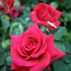 Location: San Jose Heritage Rose Garden
Date: 2012-04-23