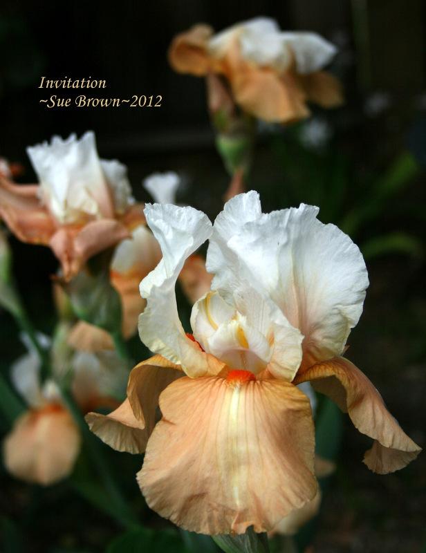 Photo of Tall Bearded Iris (Iris 'Invitation') uploaded by Calif_Sue