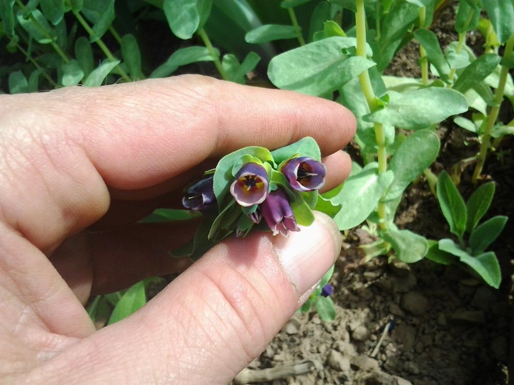 Photo of Honeywort (Cerinthe major subsp. purpurascens) uploaded by Chickensonmars
