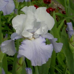 Location: Western Kentucky
Date: April 2012
A delicate beauty -- vigorous bloomer and increaser.