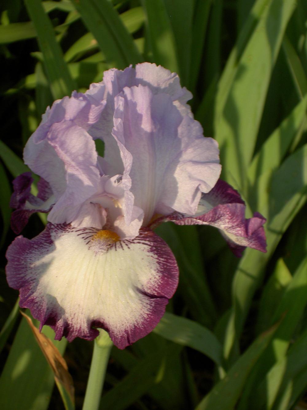 Photo of Tall Bearded Iris (Iris 'Eagle's Flight') uploaded by Muddymitts