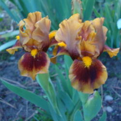 Location: Pleasant Grove, Utah
Date: 2012-04-23
In my garden