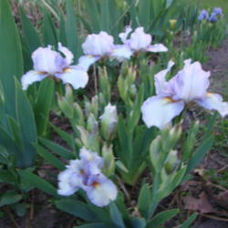Location: Pleasant Grove, Utah
Date: 2012-04-23
In my garden