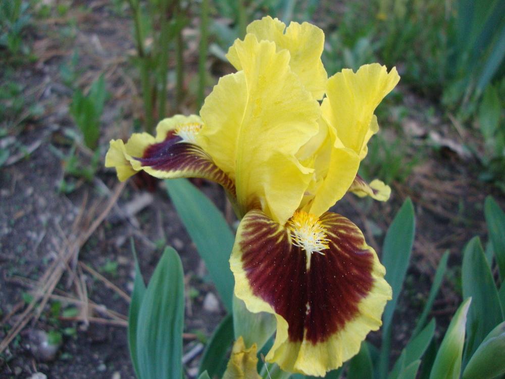 Photo of Standard Dwarf Bearded Iris (Iris 'Ultimate') uploaded by Paul2032