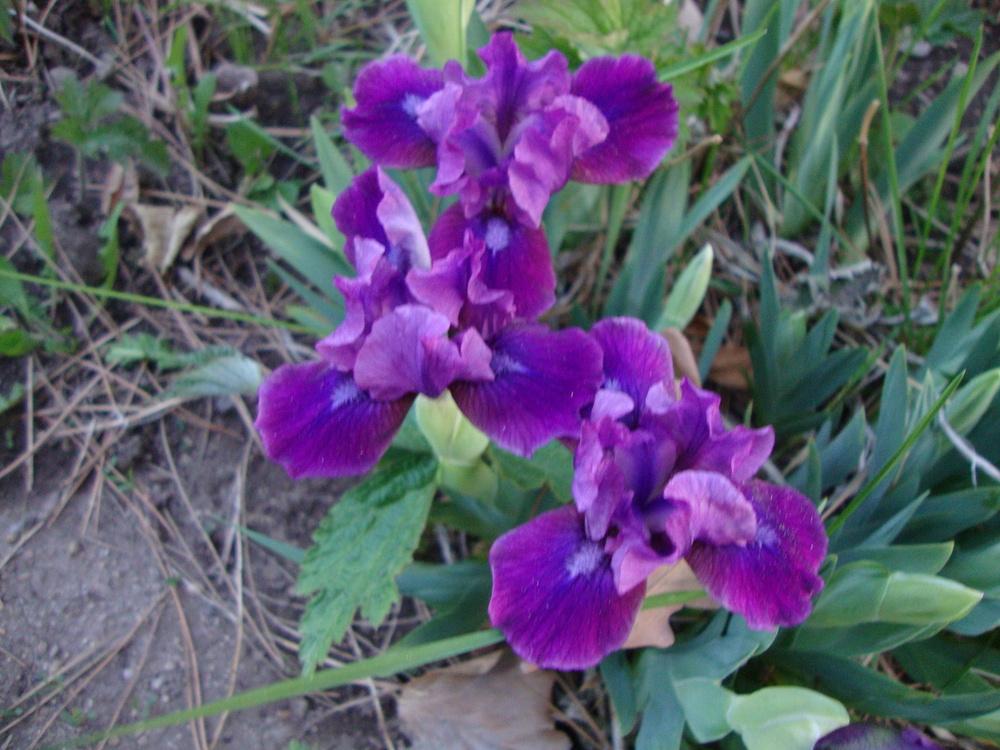 Photo of Standard Dwarf Bearded Iris (Iris 'Plum Twist') uploaded by Paul2032
