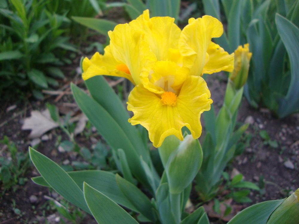 Photo of Standard Dwarf Bearded Iris (Iris 'Scream') uploaded by Paul2032