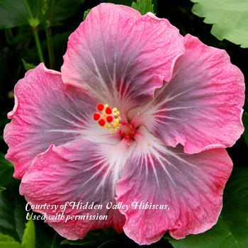 Photo of Tropical Hibiscus (Hibiscus rosa-sinensis 'Magic Crystal') uploaded by SongofJoy