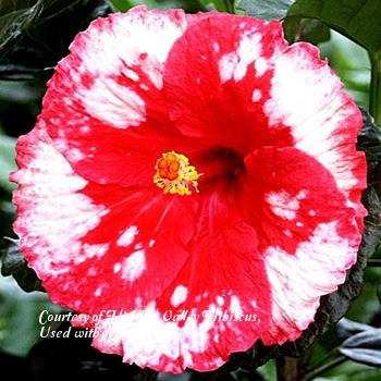 Photo of Tropical Hibiscus (Hibiscus rosa-sinensis 'Peppermint Drop') uploaded by SongofJoy