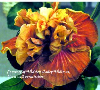 Photo of Tropical Hibiscus (Hibiscus rosa-sinensis 'Magic Moments') uploaded by SongofJoy