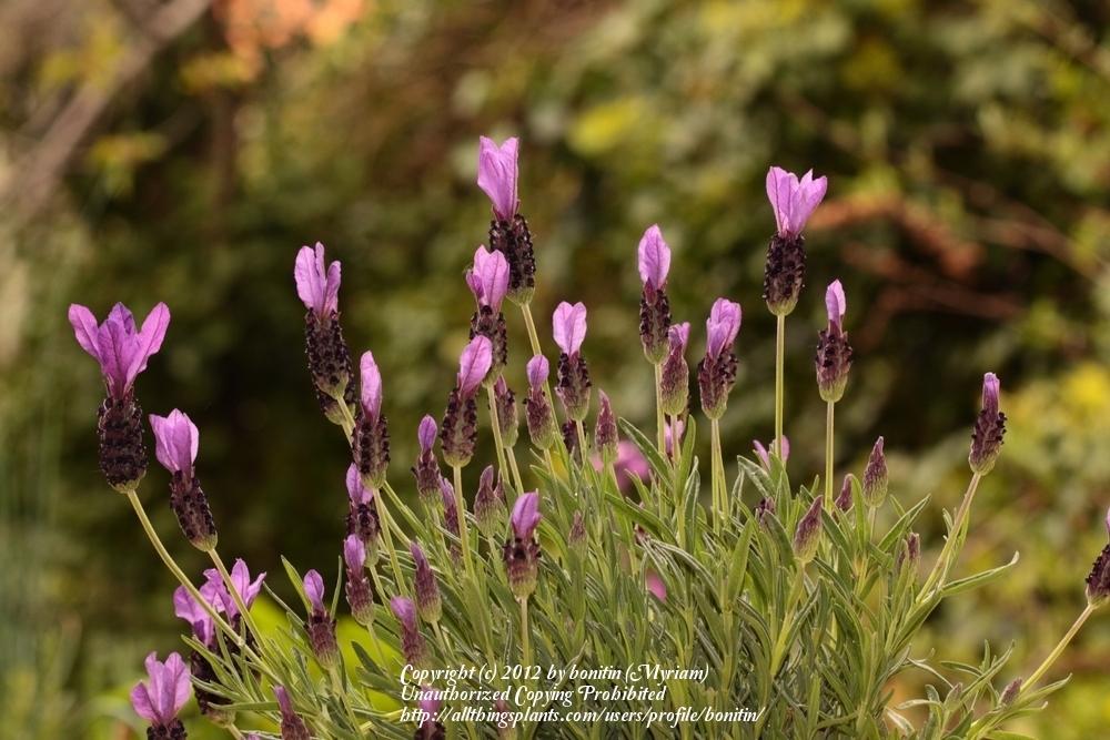 Photo of Spanish Lavender (US) (Lavandula stoechas 'Otto Quast') uploaded by bonitin
