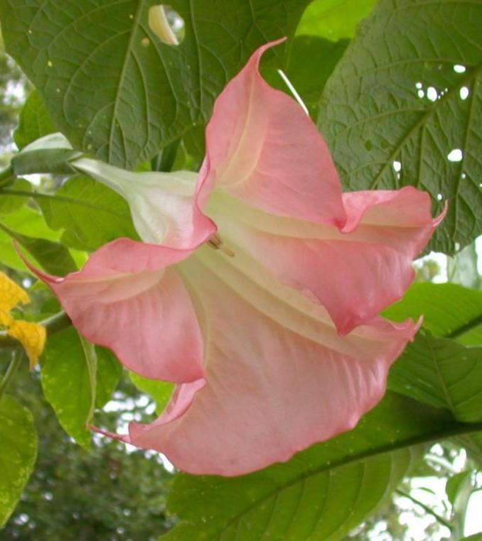 Photo of Angel's Trumpet (Brugmansia 'Frosty Pink') uploaded by dave