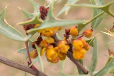 Photo of Mexican Barberry (Alloberberis trifoliolata) uploaded by dave