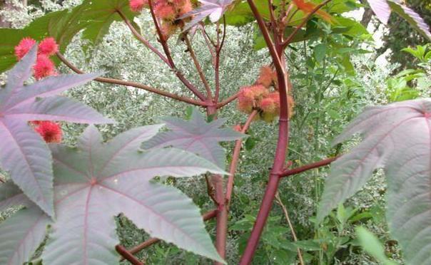 Photo of Castor Beans (Ricinus communis) uploaded by dave