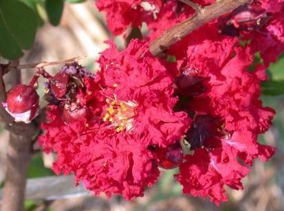 Photo of Crepe Myrtle (Lagerstroemia indica Dynamite®) uploaded by dave