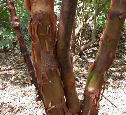 Photo of Paperbark Maple (Acer griseum) uploaded by dave