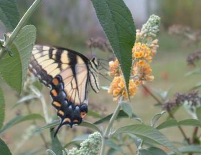 Photo of Butterfly Bush (Buddleja 'Honeycomb') uploaded by dave