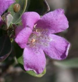 Photo of Texas Sage (Leucophyllum frutescens) uploaded by dave