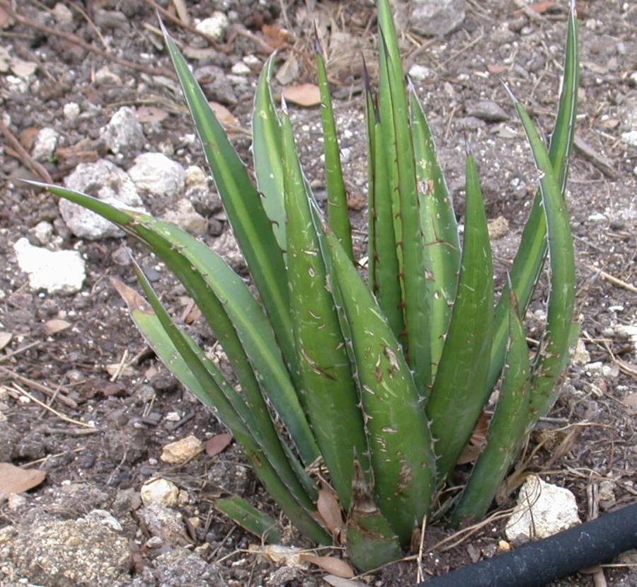 Photo of Lechuguilla (Agave lecheguilla) uploaded by dave