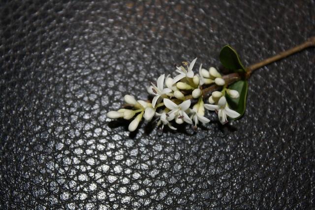 Photo of Chinese Privet (Ligustrum sinense) uploaded by gingin