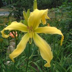 
Date: 2003-07-23
Photo Courtesy of Nova Scotia Daylilies Used with Permission