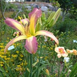 
Date: 2010-07-08
Photo Courtesy of Nova Scotia Daylilies Used with Permission