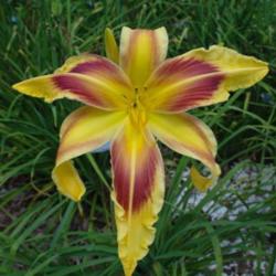 
Date: 2010-08-12
Photo Courtesy of Nova Scotia Daylilies Used with Permission