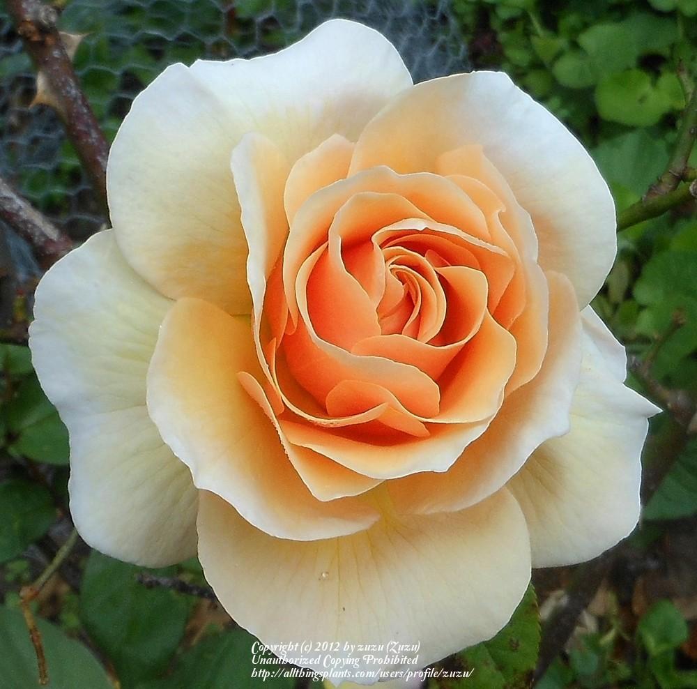 Photo of Rose (Rosa 'Norwich Castle') uploaded by zuzu