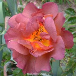 Location: In my Northern California garden
Date: 2012-04-23