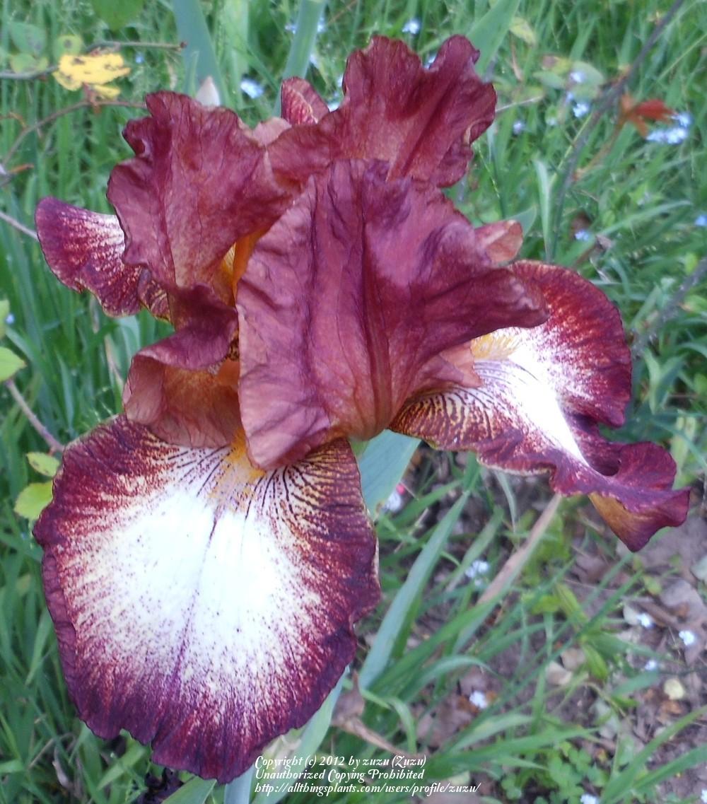 Photo of Tall Bearded Iris (Iris 'Stop the Music') uploaded by zuzu