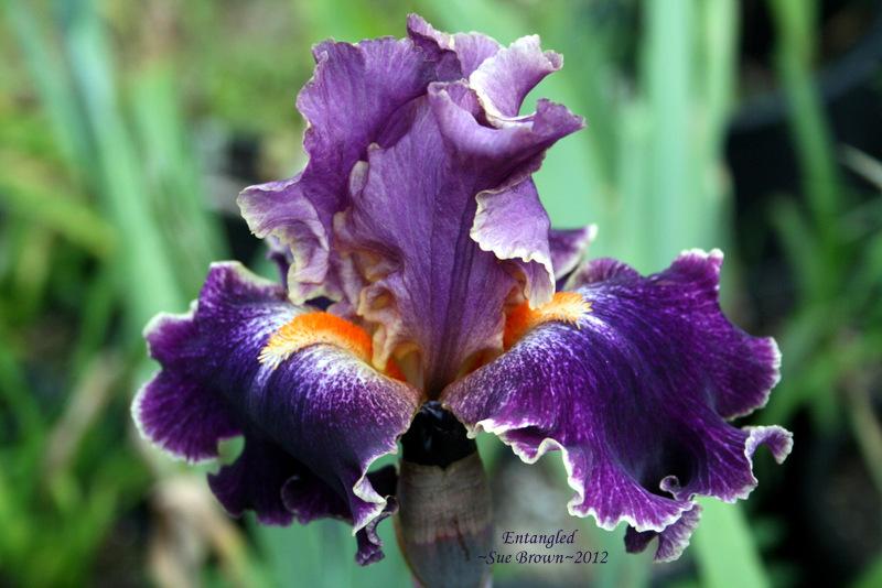 Photo of Tall Bearded Iris (Iris 'Entangled') uploaded by Calif_Sue