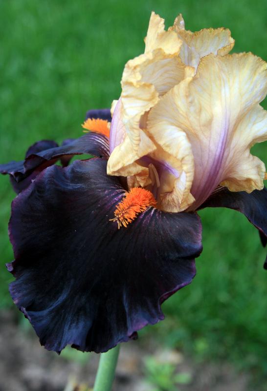 Photo of Tall Bearded Iris (Iris 'Secret Service') uploaded by Calif_Sue