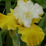 I love this Iris -- it can be seen a block away!!