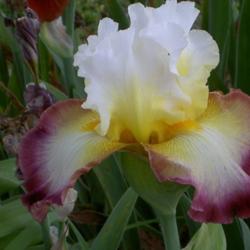 Location: Western Kentucky
Date: April 2012
A truly spectacular Iris!!