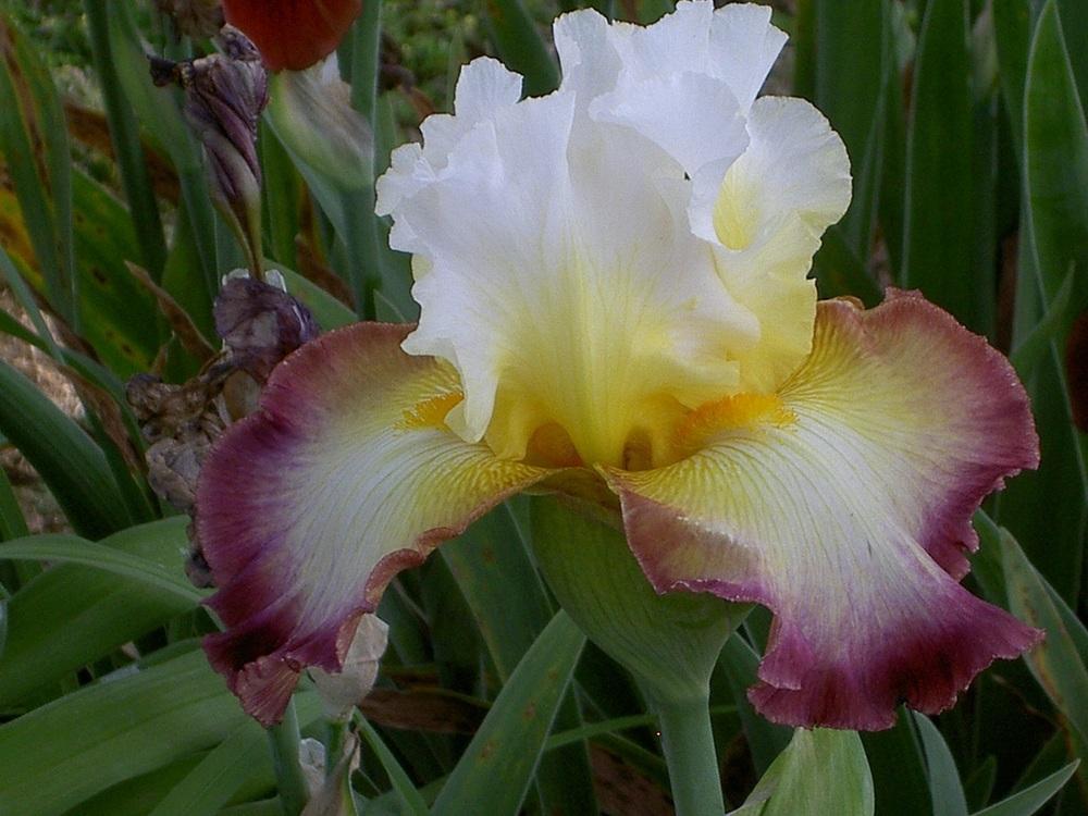 Photo of Tall Bearded Iris (Iris 'Starship Enterprise') uploaded by Muddymitts