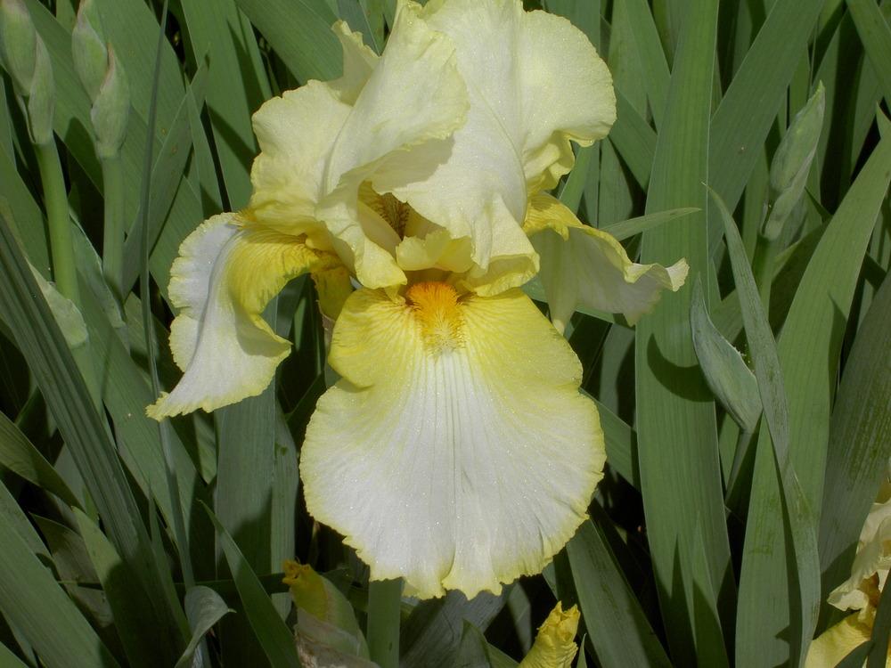Photo of Tall Bearded Iris (Iris 'Amain') uploaded by Muddymitts