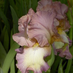 Location: Western Kentucky
Date: April 2012
The pink on this Iris is a little more intense that the photo sho