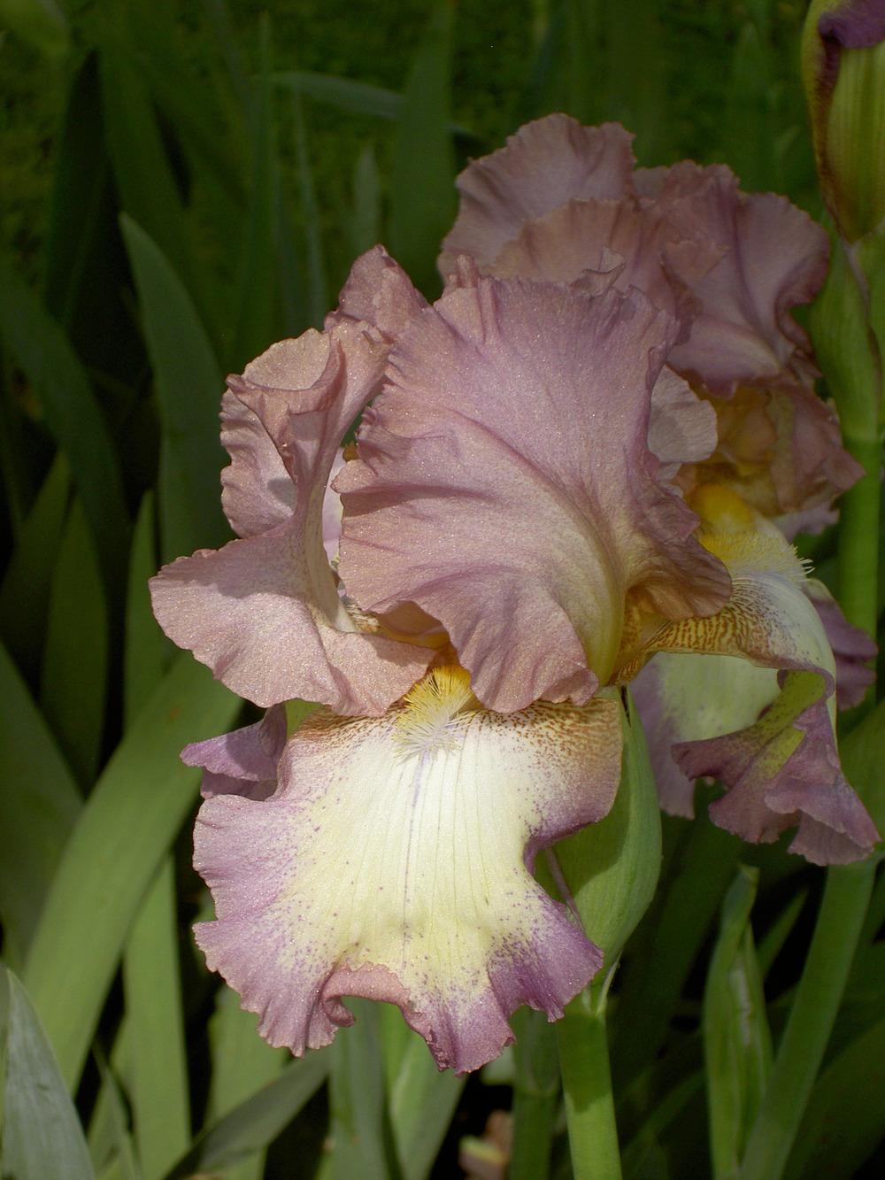 Photo of Tall Bearded Iris (Iris 'Smoke Rings') uploaded by Muddymitts